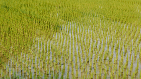 Урожай риса в России в 2023 году превысит миллион тонн - МСХ